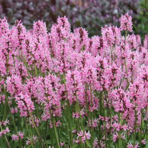 Stachys officinalis Pink Cotton Candy