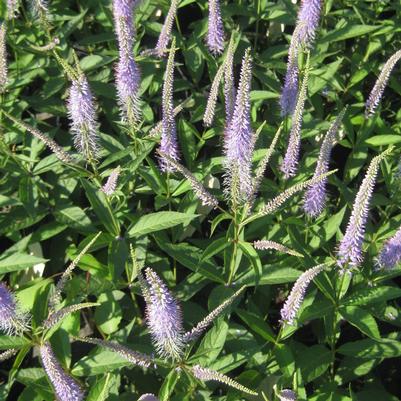 Veronicastrum virginicum Fascination