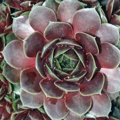 Sempervivum cistaceum Commander Hay