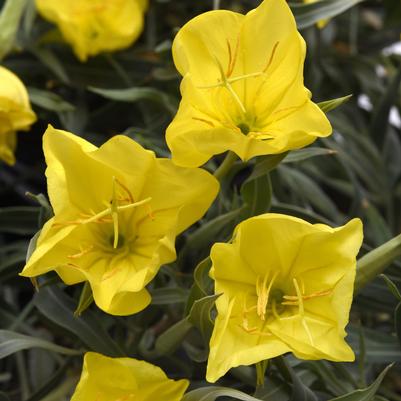 Oenothera missouriensis Evening Sun