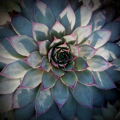 Sempervivum Twilight Blues