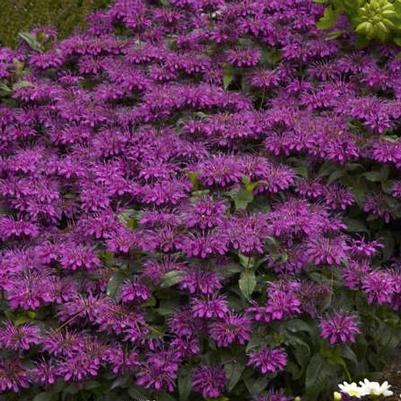 Monarda Sugar Buzz® Grape Gumball