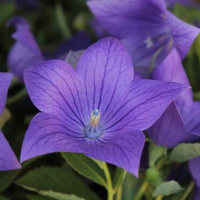 Platycodon grandiflorus Sentimental Blue
