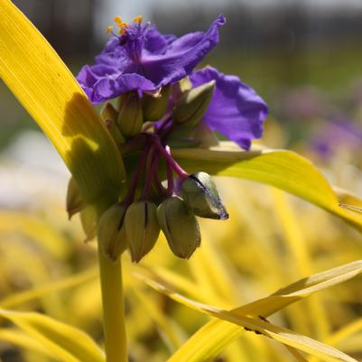 Tradescantia andersoniana Sweet Kate