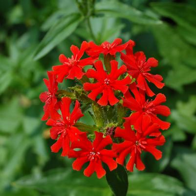 Lychnis chalcedonica 