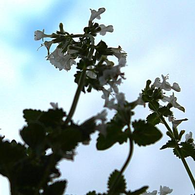 Nepeta faassenii Snowflake