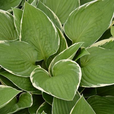 Hosta Francee