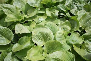 Hosta Sum and Substance