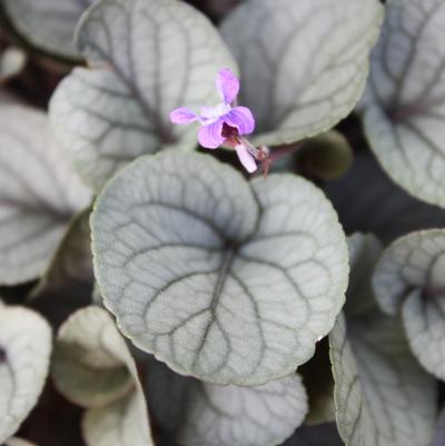 Viola walteri Silver Gem