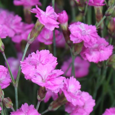 Dianthus gratianapolitanus Tiny Rubies