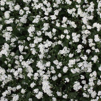 Myosotis sylvatica Victoria White