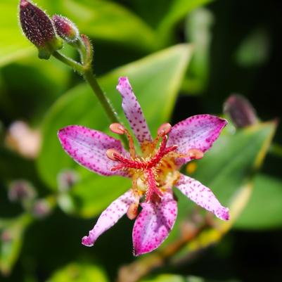 Tricyrtis formosana Gilt Edge