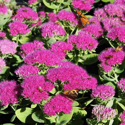 Sedum spectabile Neon