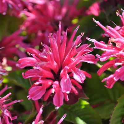 Monarda Rose Marje® 