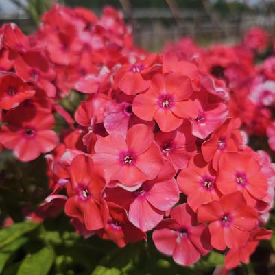 Phlox paniculata Flame® Pro Cerise Flame® Pro 