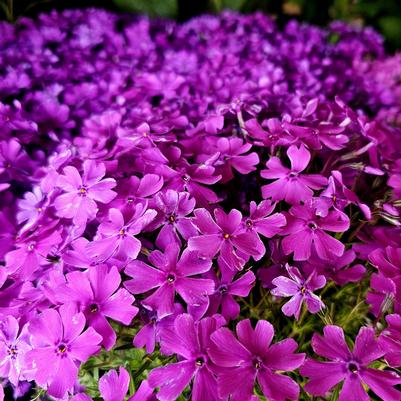 Phlox subulata Spring™ Purple Spring™ 
