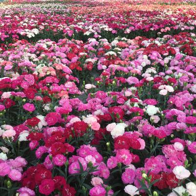 Dianthus Constant Cadence® Milk Cherry
