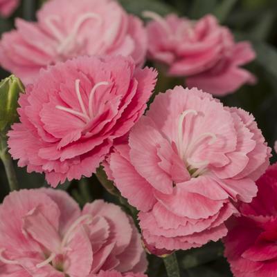 Dianthus Constant Cadence® Salmon