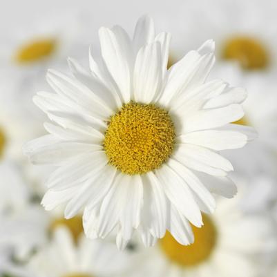 Leucanthemum superbum White Lion