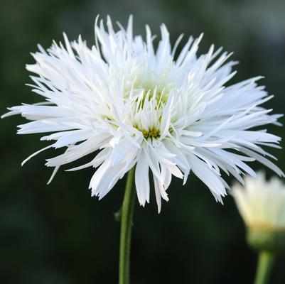 Leucanthemum superbum Sante