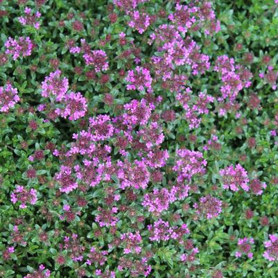 Thymus praecox Coccineus